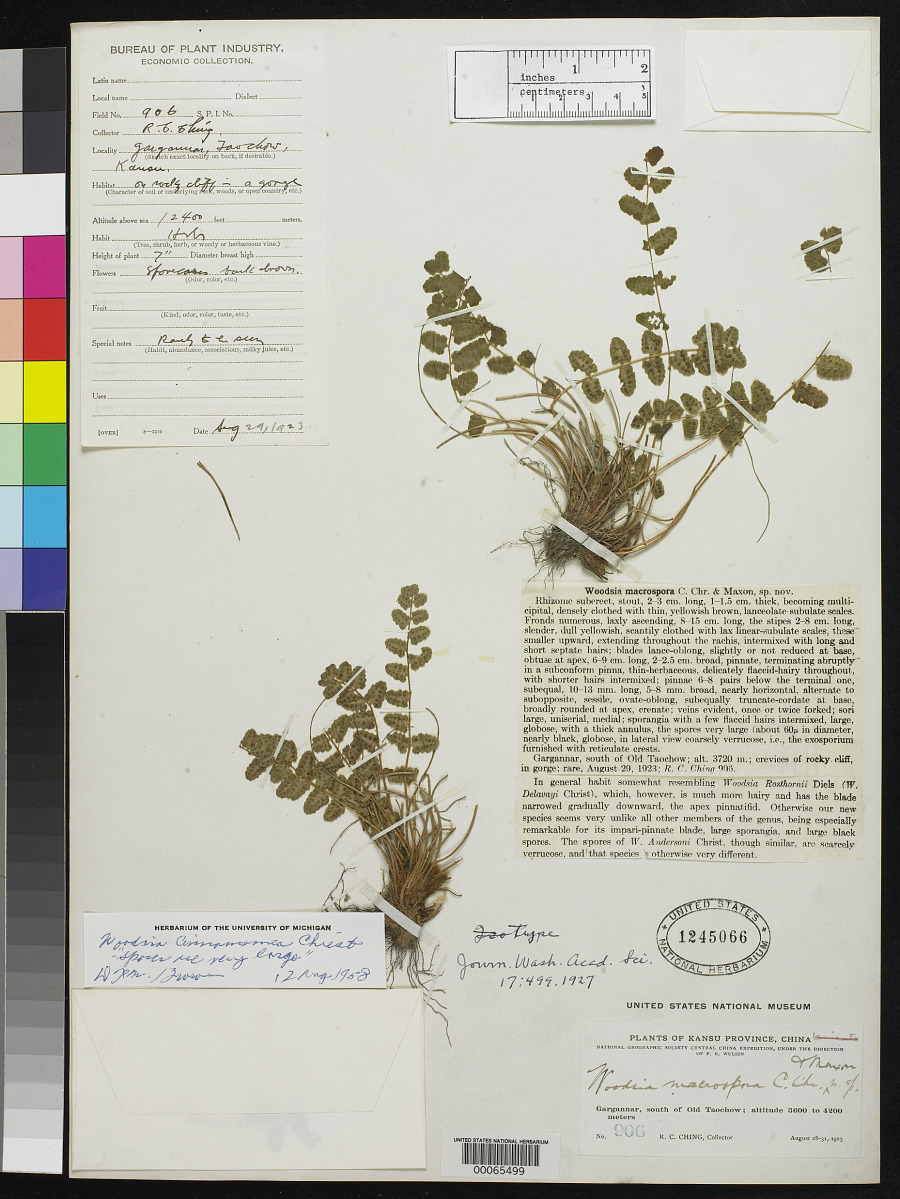 Woodsia macrospora image