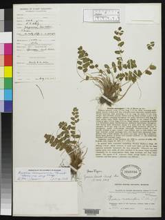 Image of Woodsia macrospora