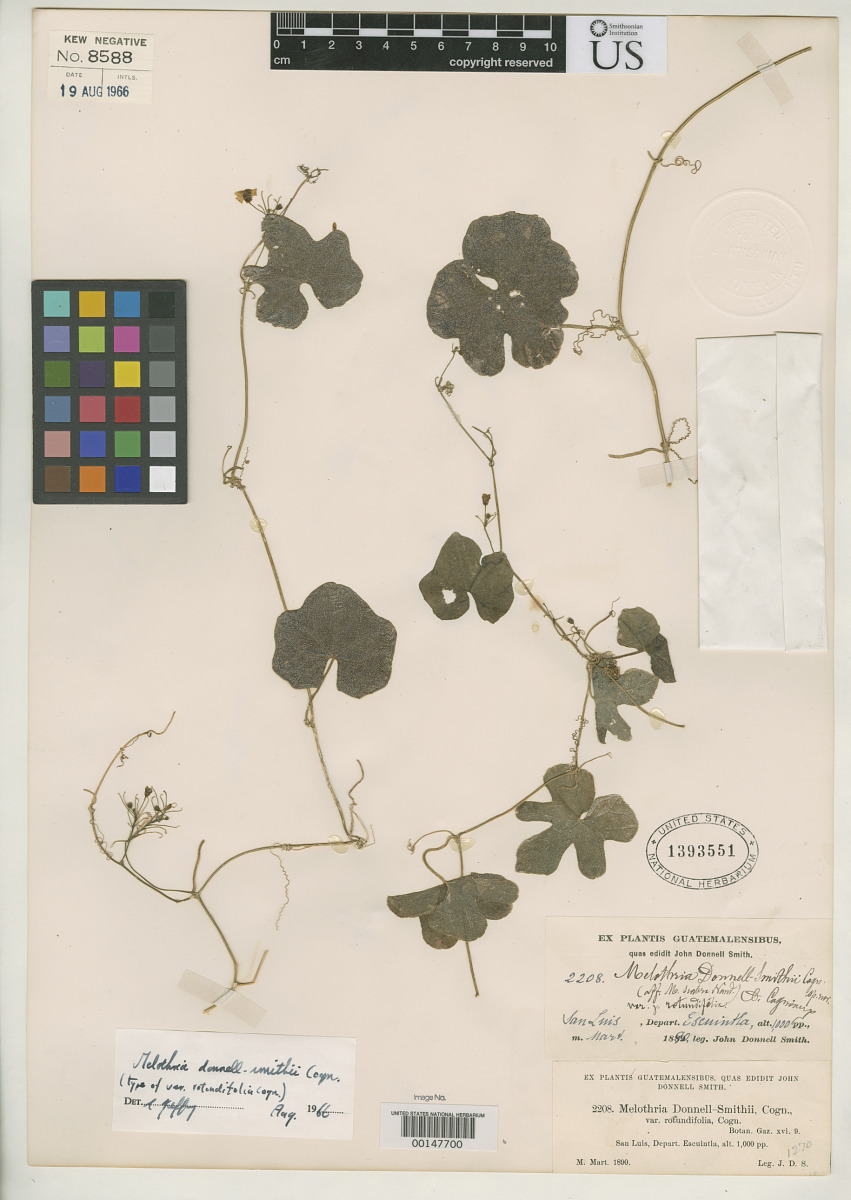Melothria donnell-smithii var. rotundifolia image