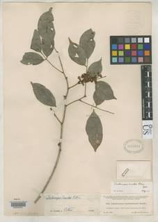 Image of Lonchocarpus lineatus