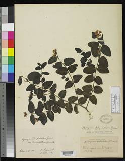 Apocynum androsaemifolium var. tomentellum image