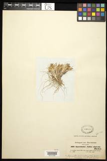 Agrostis sclerophylla image