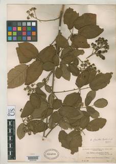 Rubus poliophyllus image