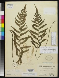Coryphopteris chinensis image