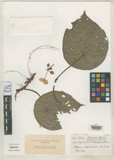 Image of Begonia potamophila