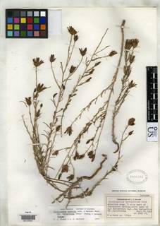 Cordylanthus eremicus subsp. eremicus image