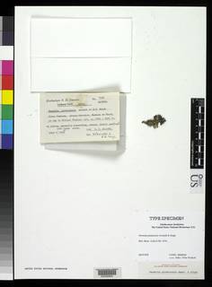 Parmelia pindarensis image