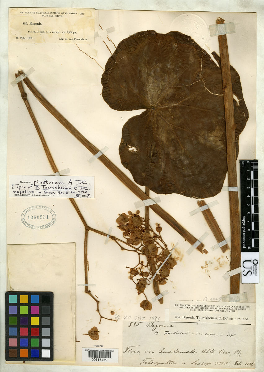 Begonia tuerckheimii image