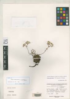 Ivesia paniculata image
