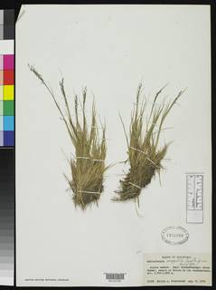 Muhlenbergia orophila image
