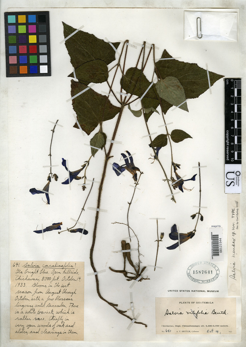 Salvia mendax image