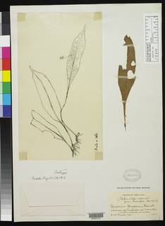 Pleopeltis bradeorum image