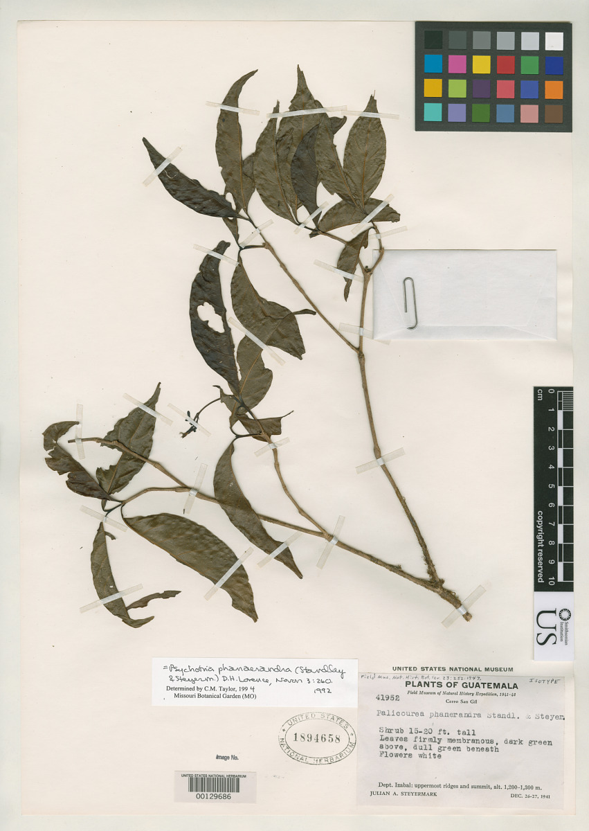 Palicourea phanerandra image