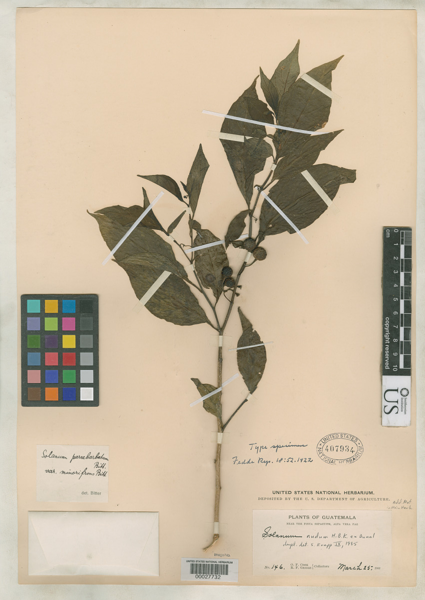 Solanum parcebarbatum image