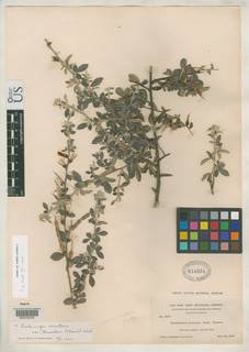 Pickeringia montana var. tomentosa image