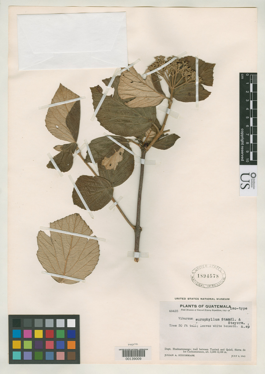 Viburnum europhyllum image