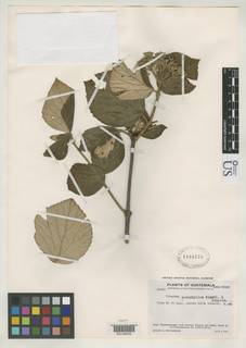 Image of Viburnum europhyllum