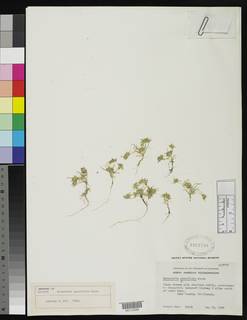 Navarretia leucocephala subsp. pauciflora image