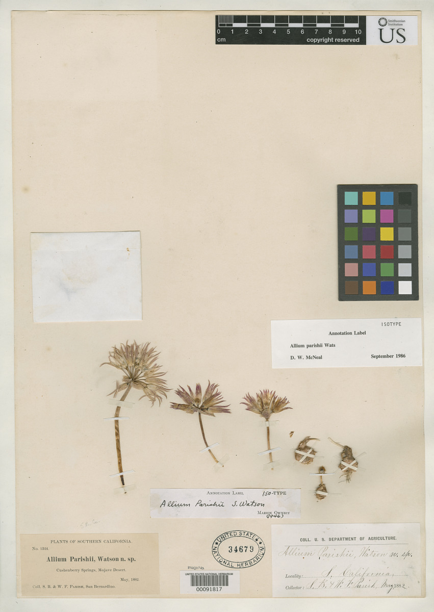Allium parishii image