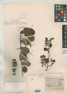 Image of Cercocarpus alnifolius