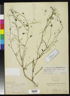 Streptanthus glandulosus subsp. niger image