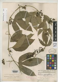 Hanburia parviflora image