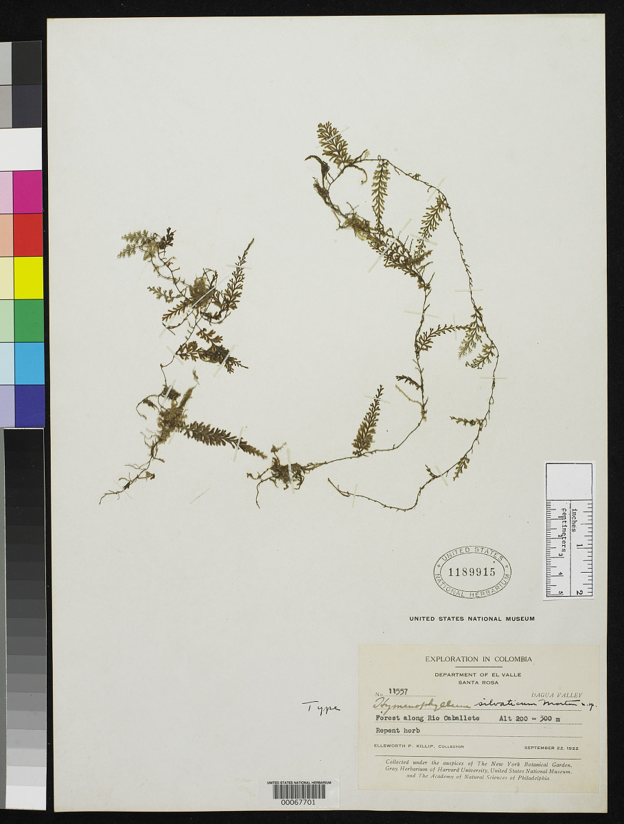 Hymenophyllum silvaticum image