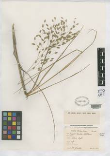 Image of Eragrostis invalida
