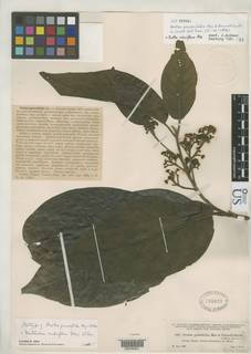 Ocotea perseifolia image