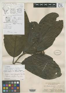 Ocotea perseifolia image