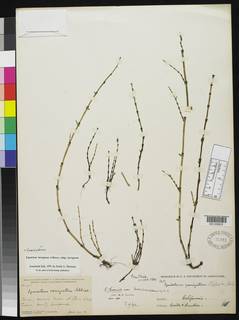 Image of Equisetum praealtum