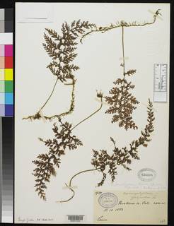 Hymenophyllum farallonense image