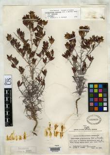 Image of Cordylanthus eremicus