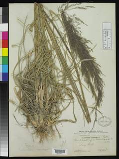 Muhlenbergia breviligula image