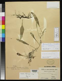 Lemmaphyllum diversum image