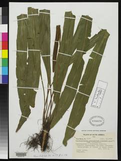 Elaphoglossum craspedotum image