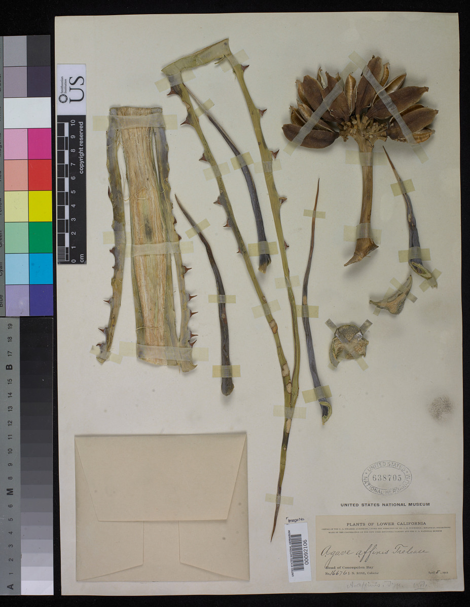 Agave affinis image