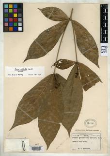 Rinorea deflexiflora image