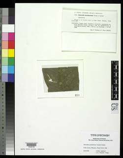 Coenogonium usambarense image