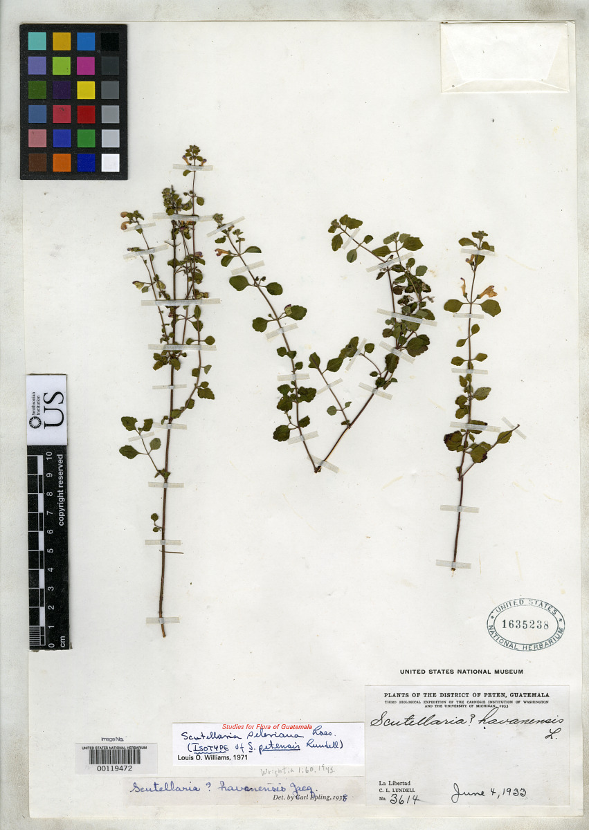 Scutellaria petensis image