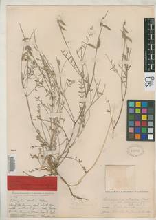Astragalus atratus var. mensanus image
