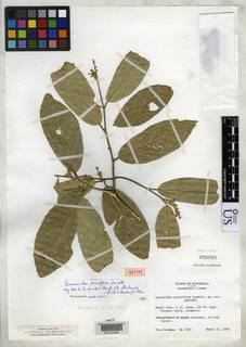 Quararibea parviflora image