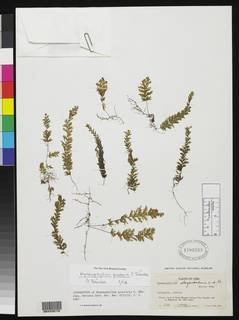 Hymenophyllum proctoris image
