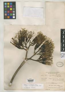 Agave angustifolia var. angustifolia image