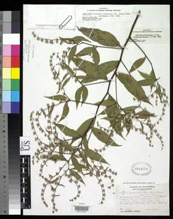 Vernonia canescens var. pilata image