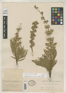 Image of Lupinus covillei