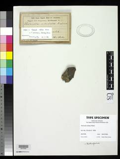 Image of Thelenella nitidula