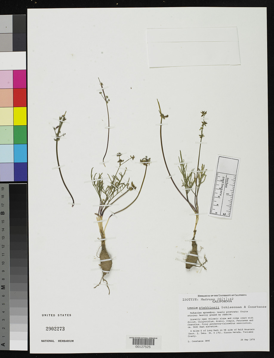 Lomatium stebbinsii image