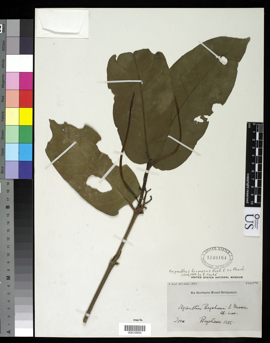 Oxyanthus formosus image