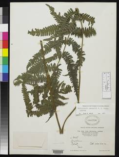 Image of Steiropteris pennellii